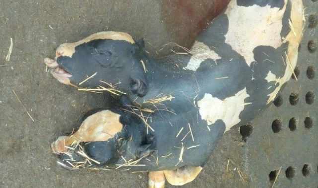 Foto shock su Facebook: un vitellino con due teste giace morto in una stalla
